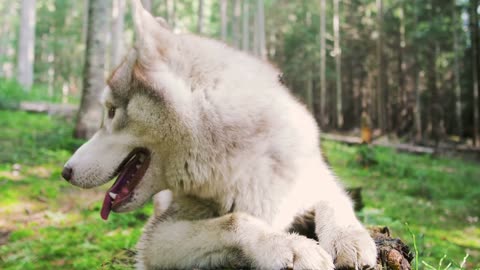 Fun with funny dogs
