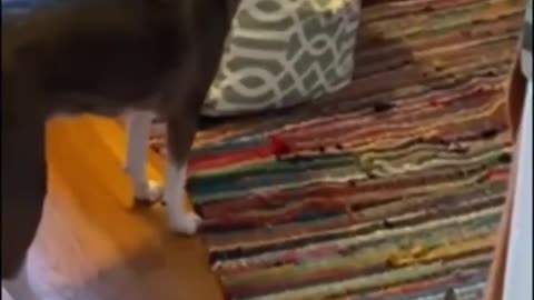 Funny Animal videos