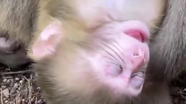 monkey