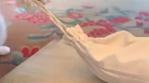 Cat pretends To fall hard rescue