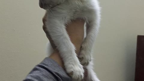Funny cat