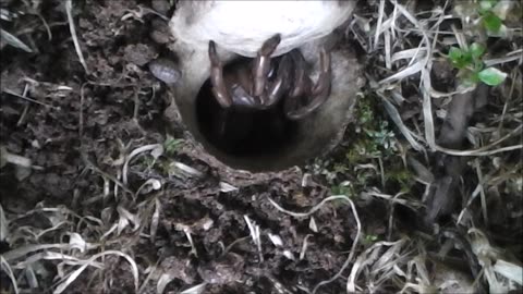 Trapdoor Spider Struggles With A Heavy Door