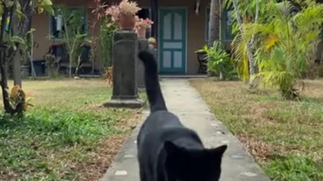 black cat in the parade / black cat in the parade /#shorts