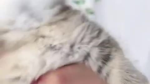 Cute Cats tutorial & Meowing Meow Kittens & Funny Meow Cat #Shorts #catmeow #cattoye