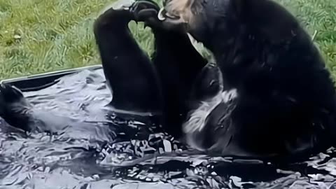 Funny pet moments 😂. Try not to laugh out loud😂
