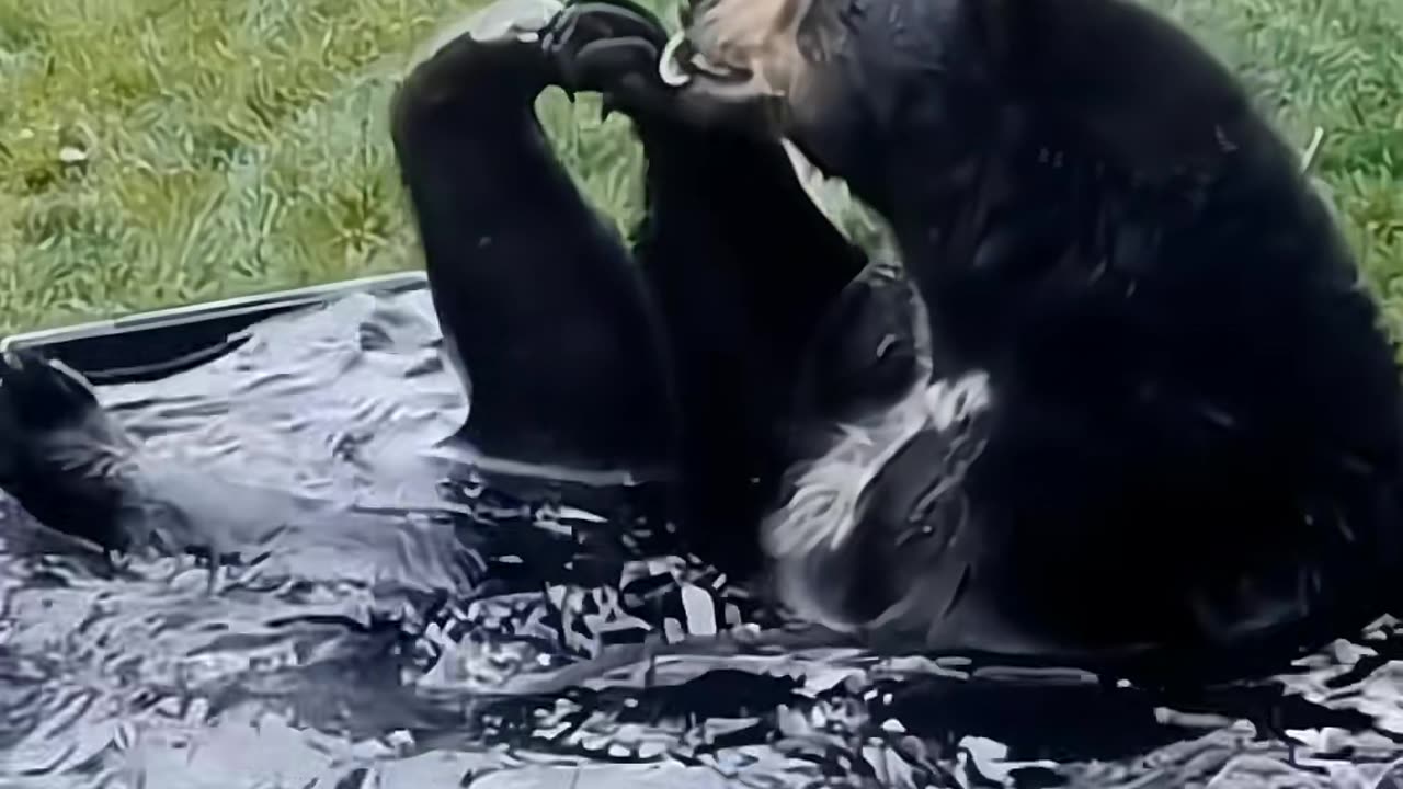 Funny pet moments 😂. Try not to laugh out loud😂
