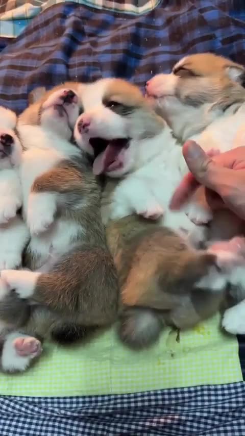 Corgi bellies for days