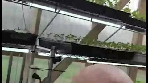 This is a record Year for the Greenhouse So much Future Food!