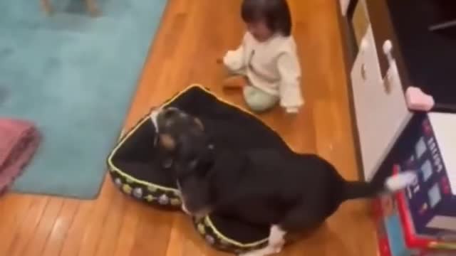funny animals #8