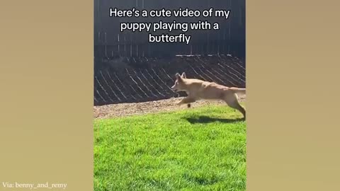 FUNNY PUPPIES that will make you LAUGH 😁 Funny Animals Videos 2024