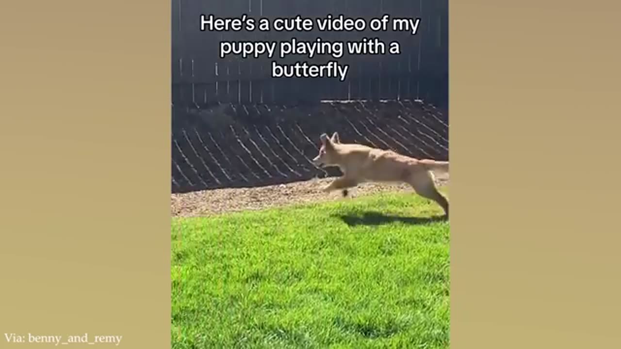 FUNNY PUPPIES that will make you LAUGH 😁 Funny Animals Videos 2024