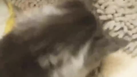 "Maine Coon Kitten Hides Grub🐛🌱💚💫🎤🎶Come See