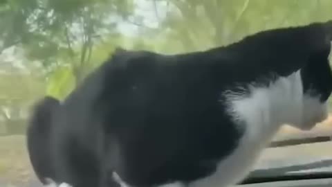 Funny cat and car clip 😂🤣