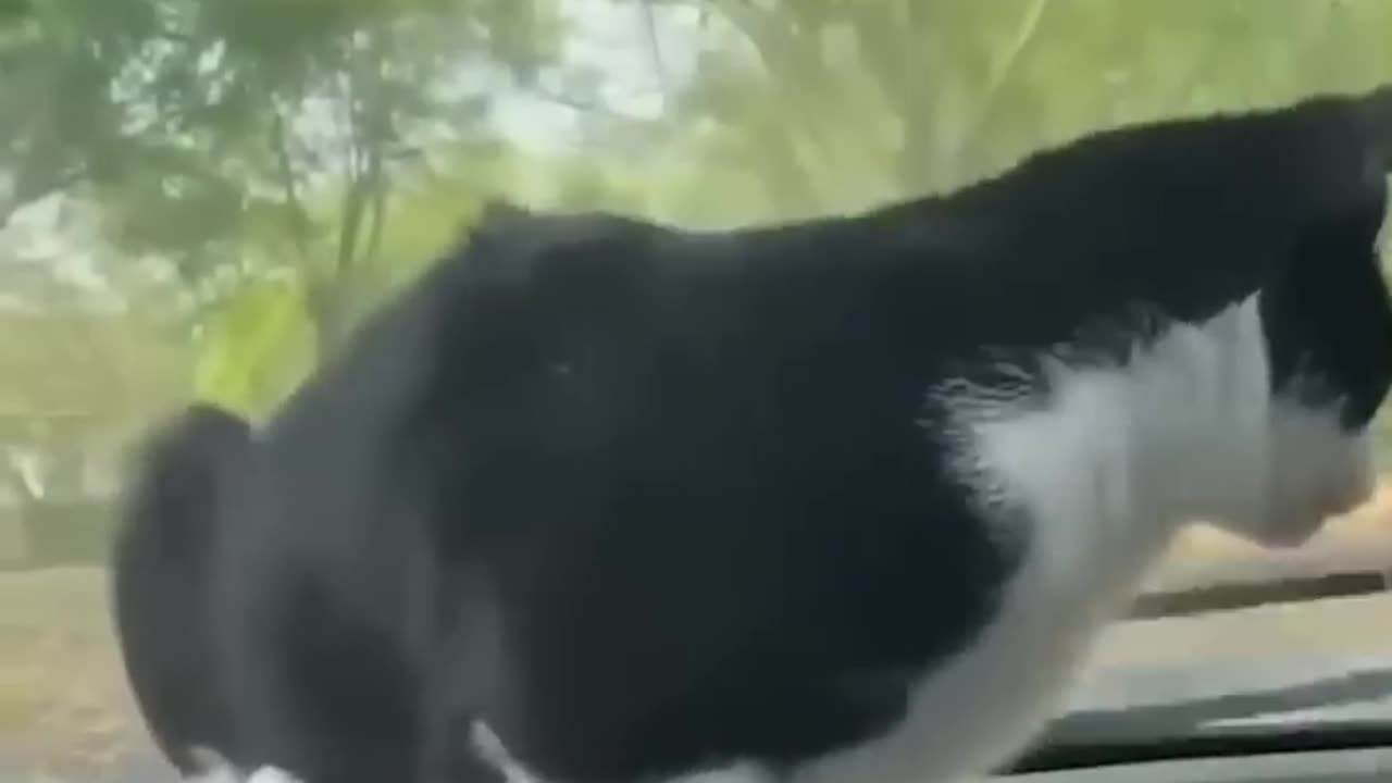 Funny cat and car clip 😂🤣