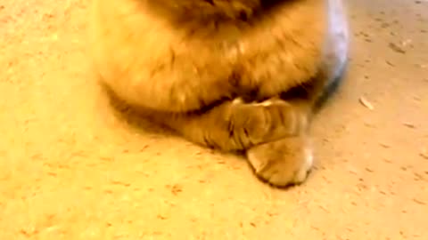 Funn cat_Part 01