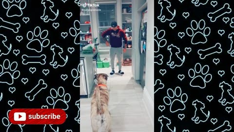 funny dogs