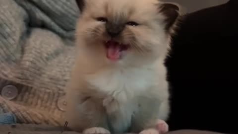 Cat video