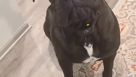 Dogs accidentally farts.