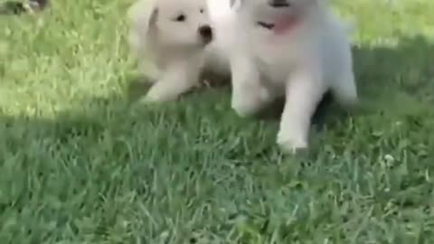 Cute puppies