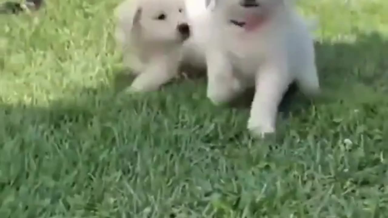 Cute puppies