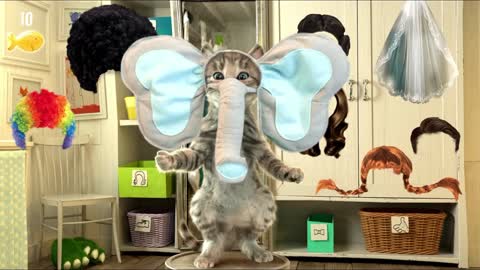 GATO EN LA VIDA REAL