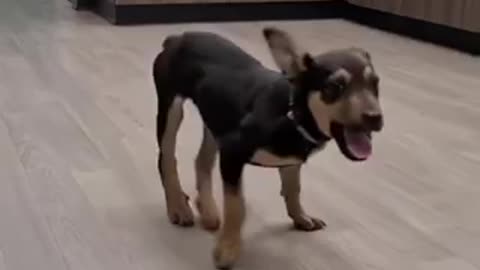 #Funny Happy Dog Dance#