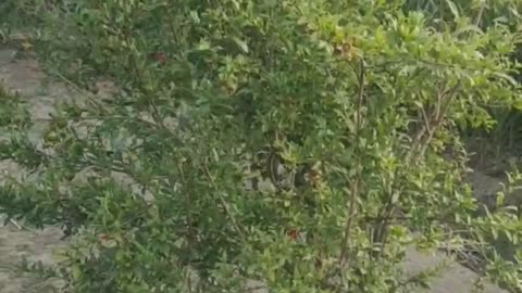 This is the mother, garden, trees, flowers and plants