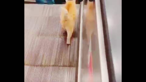 Animal's fun