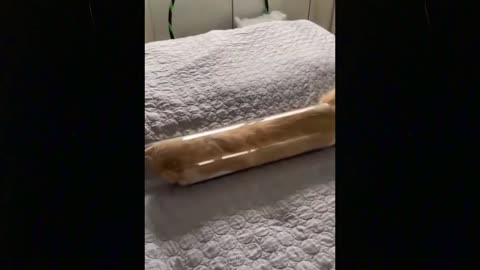Try Not To Laugh 🤣 Funny Cat & Dog Compilation 2021