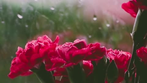 Relaxing Rain Sounds - Relaxing Flower Video - Sleep Meditation