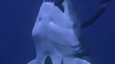 Shark attack