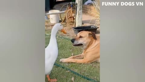 Funniest Animals Video - Funny Dogs And Cats - Try Not To Laugh Animals 2022