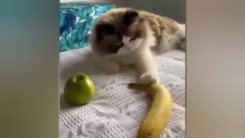 Intelligent cat 😺😲❤️