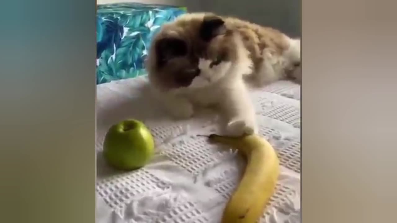 Intelligent cat 😺😲❤️
