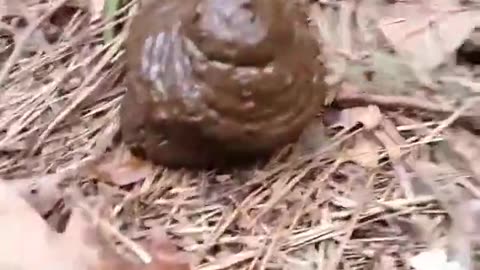 I CAUGHT BILL GATES CREEPIN' IN MY YARD!
