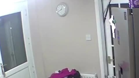 Crazy and Funny Videos!