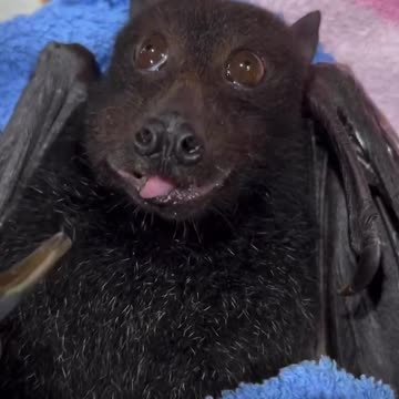 Cute Bat eating vegetables 🤣🤣