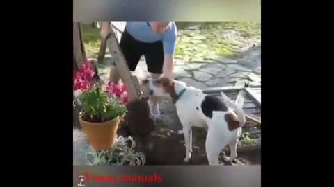 Dogs Helping their owners in their daily jobs - The best dogs in the world