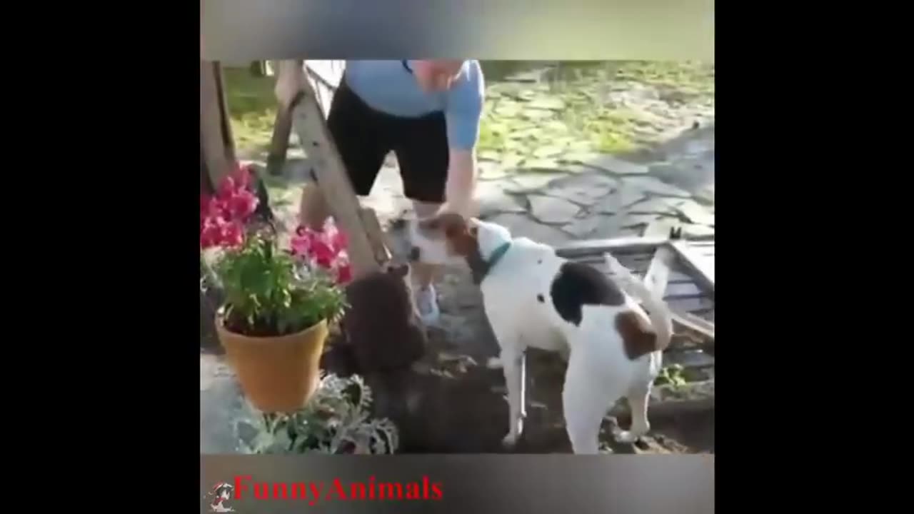 Dogs Helping their owners in their daily jobs - The best dogs in the world