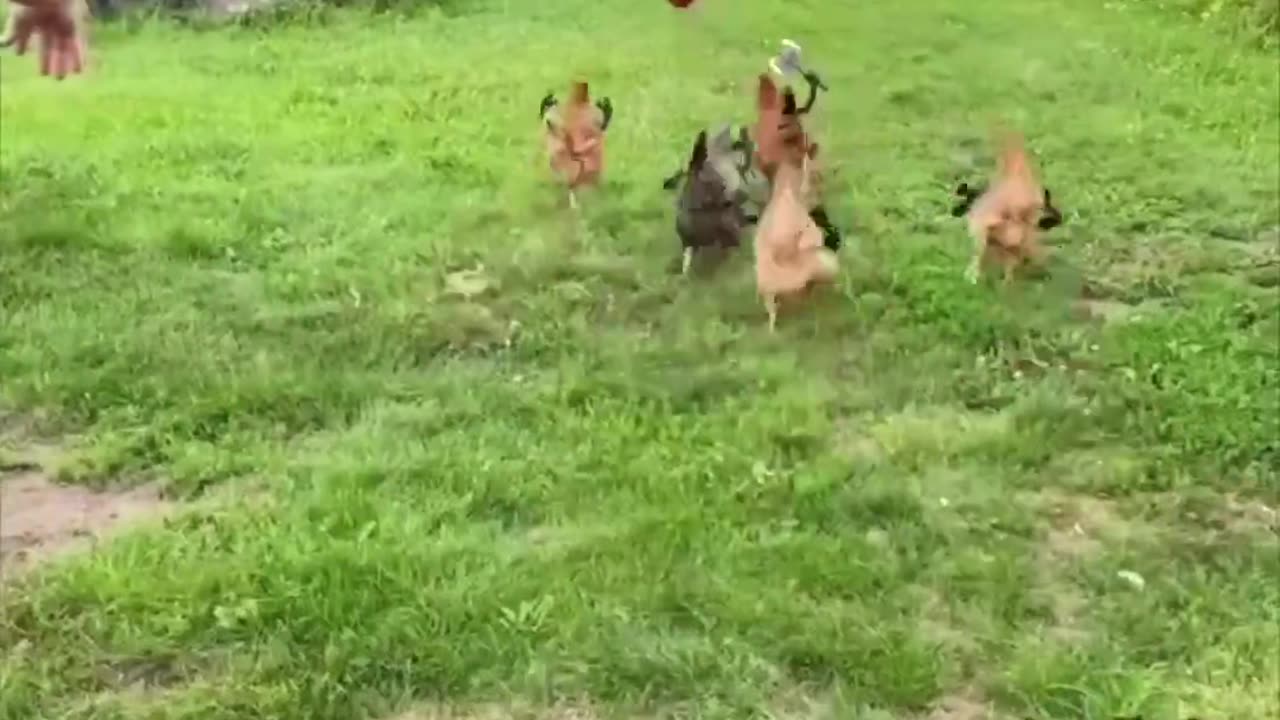 These Funny Animals Videos Will Make Your Day