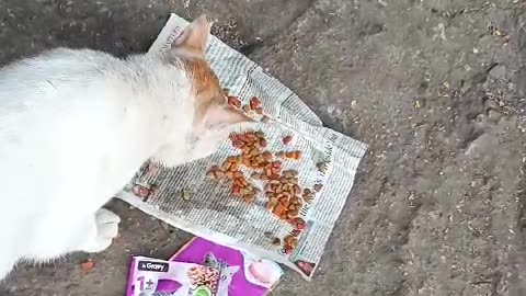 Lost Male cat at Andheri #cat #dog #catlover #doglover #animals #pets #instastrays