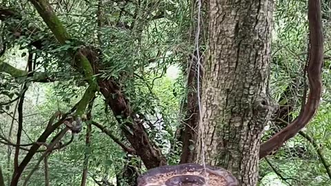 Jungle story