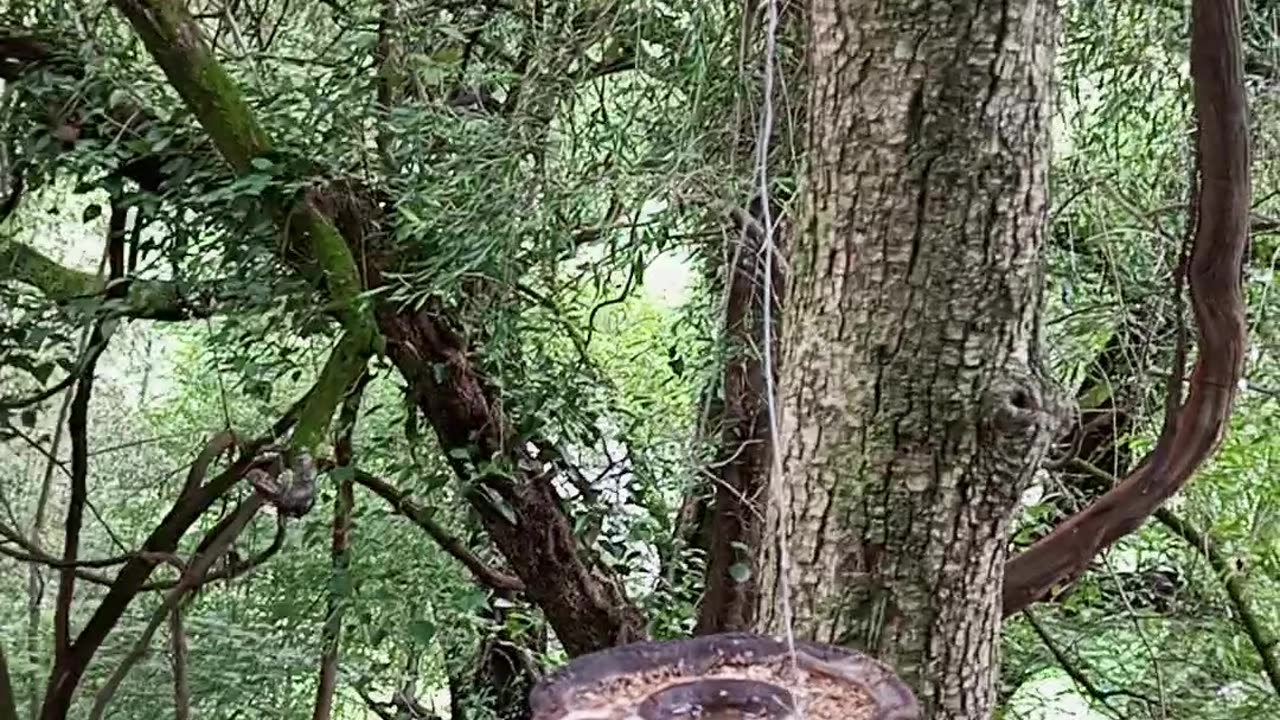 Jungle story