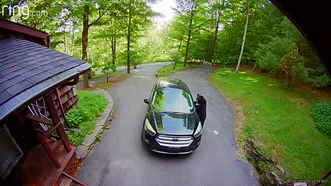 Bear Climbs Into My Ford Escape