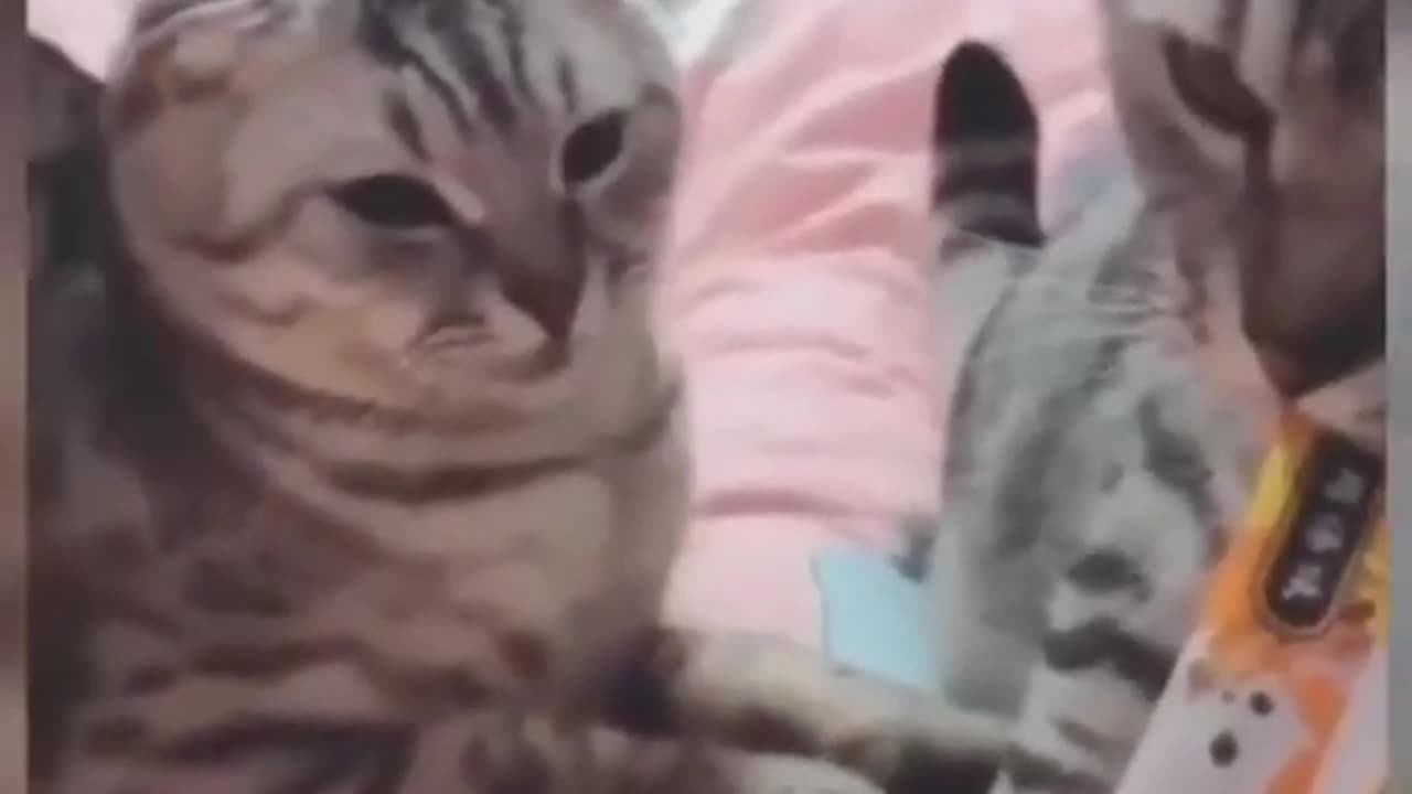 Funny cat video