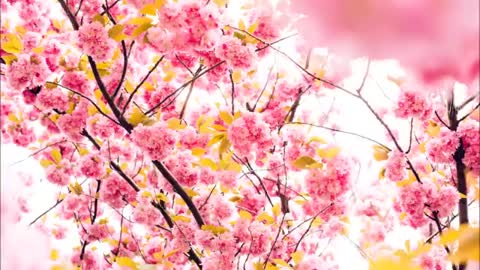 Chopin - Frühlingswalzer