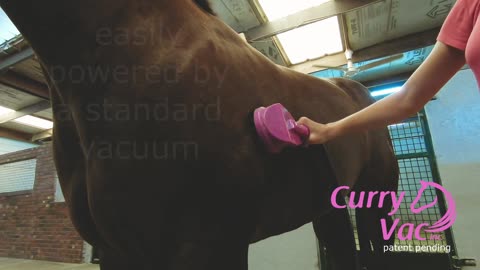 CurryVac Grooming
