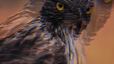 Animal world Animal impression nature eagle