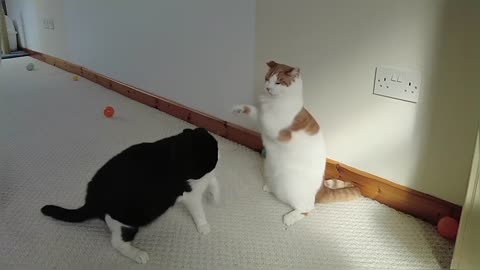 Cats Play Fighting (Compilation)
