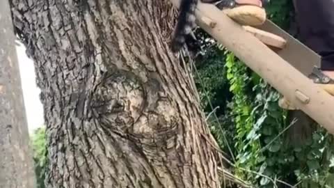 Save a coward cat